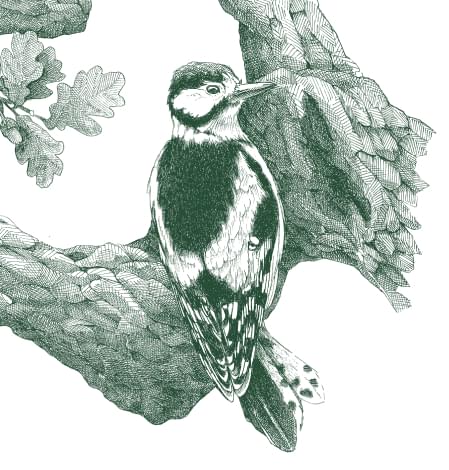 Stor flagspætte illustration