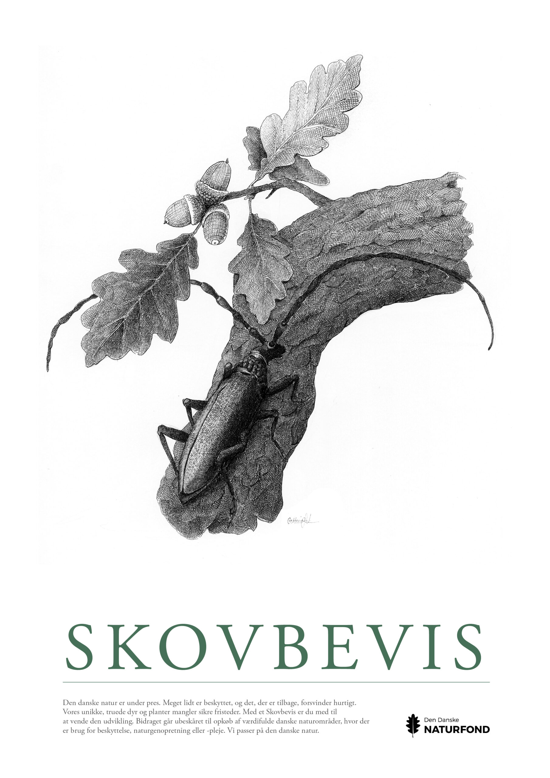 SKOVBEVISER® - Billede 54611