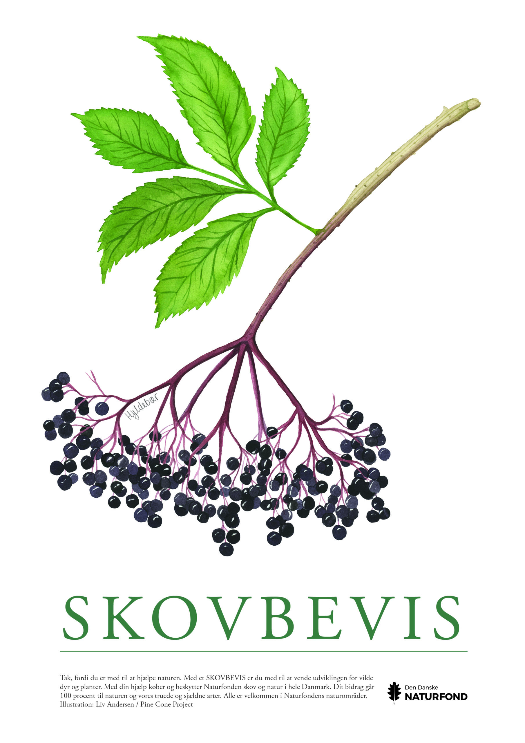 SKOVBEVISER® - Billede 54606