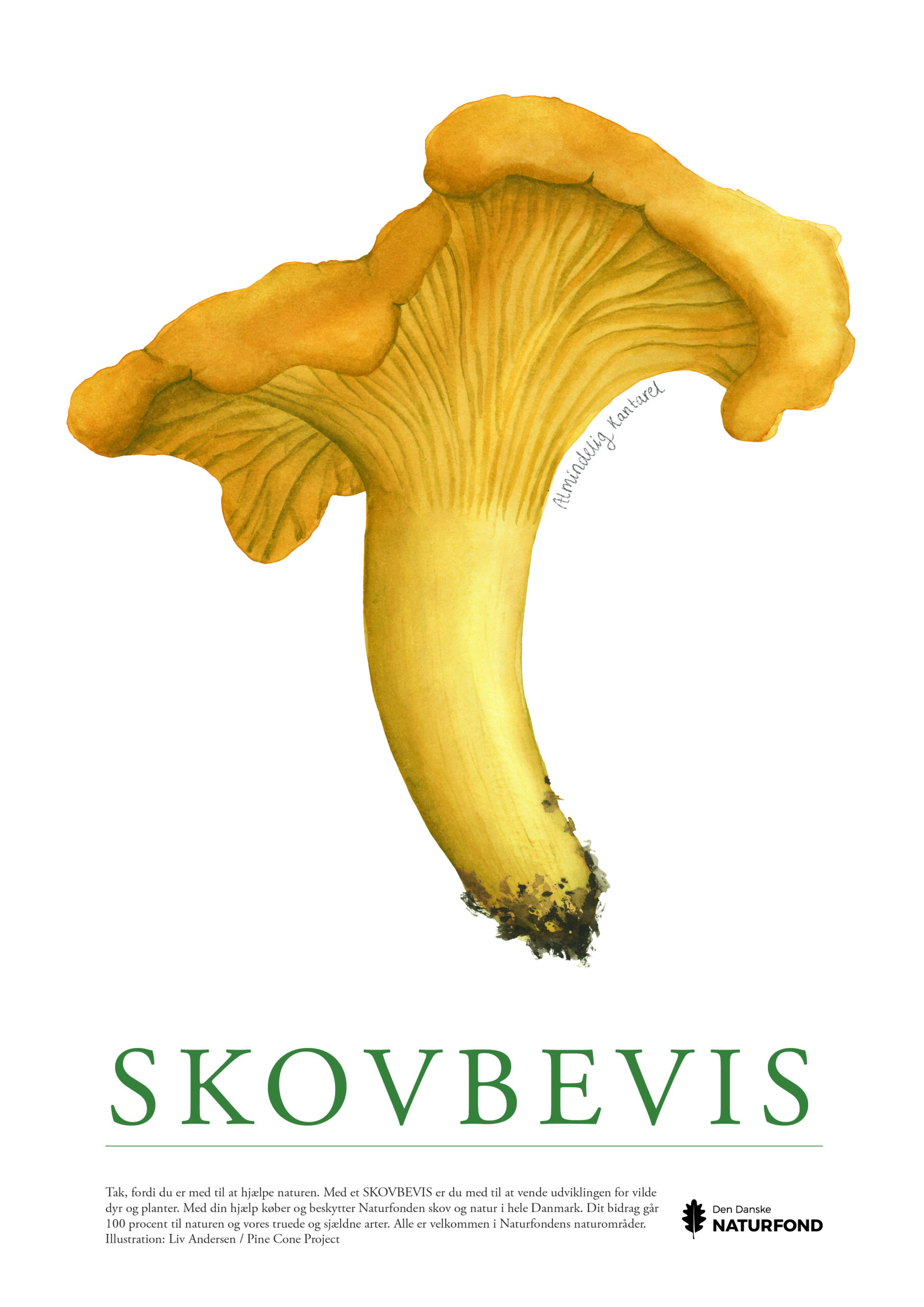 SKOVBEVISER® - Billede 54604