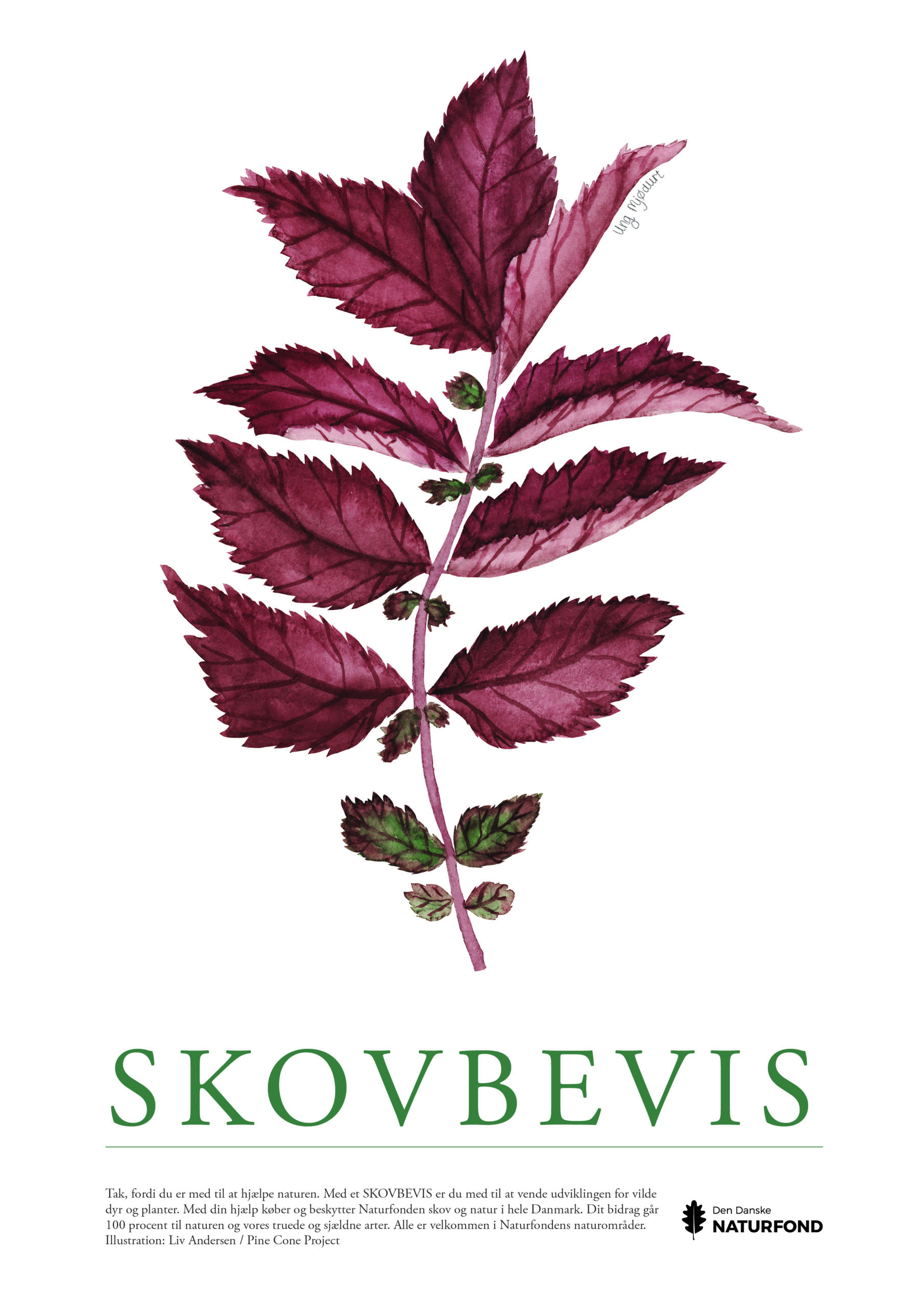 SKOVBEVISER® - Billede 52157