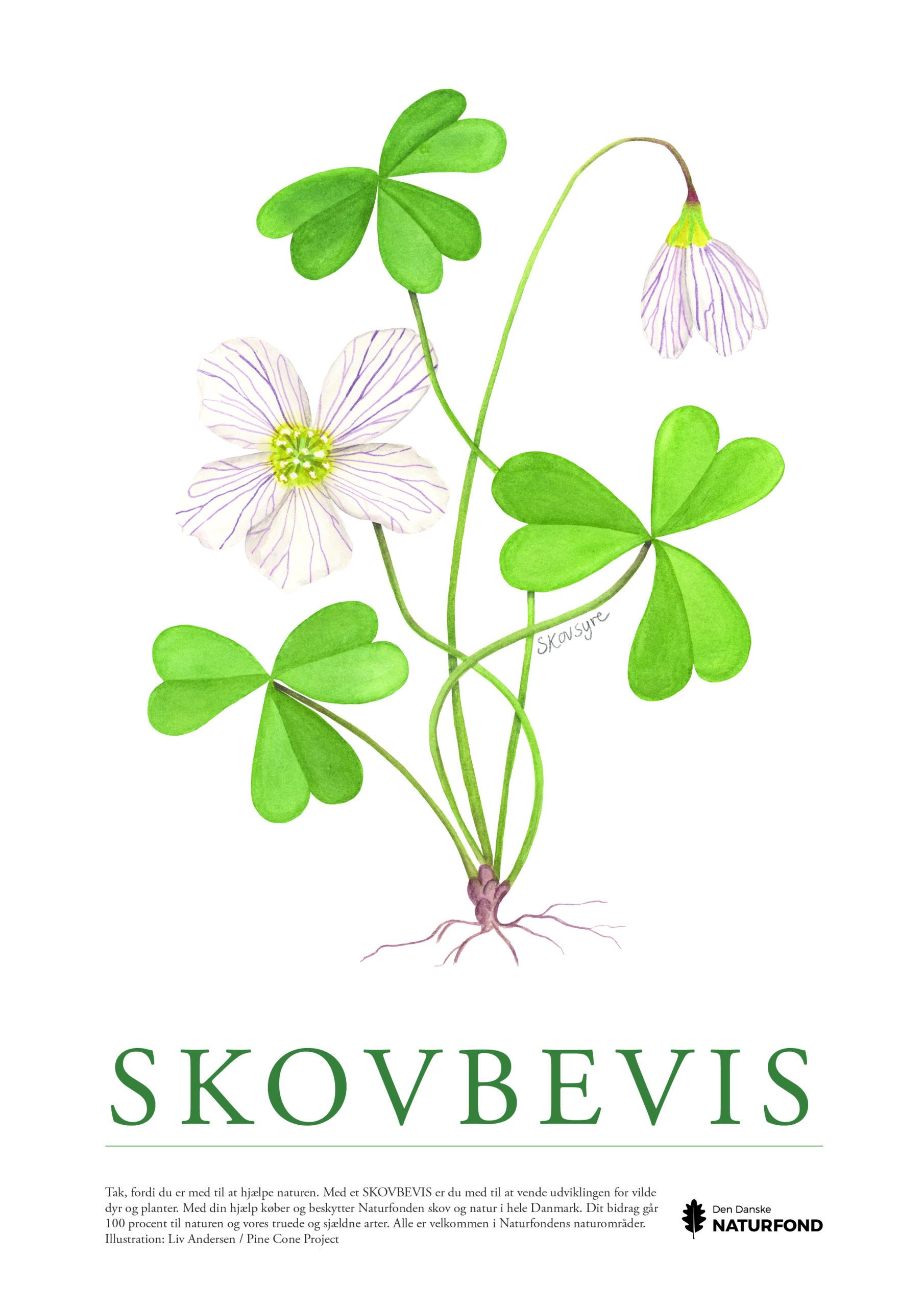 SKOVBEVISER® - Billede 52156